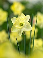 Narcissus Large Cupped Saint Patrick's Day