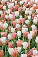 Tulipa Triumph Inzell and Amazone