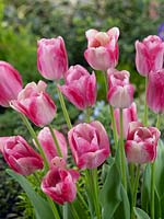 Tulipa Triumph Mata Hari