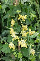 Coronilla valentina subsp. glauca Citrina