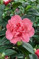 Camellia japonica Betty Sheffield Supreme