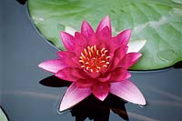 Nymphaea Conqueror