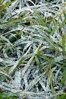 Luzula sylvatica in winter