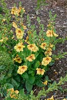 Verbascum Sierra Sunset