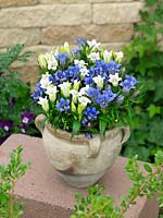 Gentiana scabra blue and white mixed in pot
