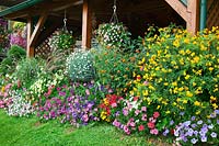 Summerflowers border with Cassia, Petunia, Argyranthemum, Pelargonium, Lantana, Pennisetum