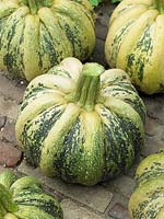 Cucurbita maxima Tonda Pandana