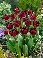 Tulipa Double Early Matrix