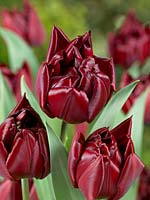 Tulipa Double Early Matrix