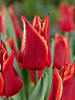 Tulipa Triumph Lilystar
