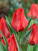 Tulipa greigii Julius Ceasar