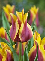 Tulipa Lily Flowered Sonnet