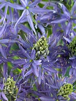 Camassia leichtlinii Blue Danube