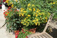 Tub plant in Inner courtyard Senna corymbosa, Impatiens niamniamensis