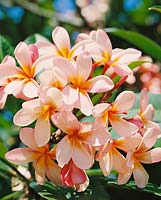 PLUMERIA ROSEA - DETAIL