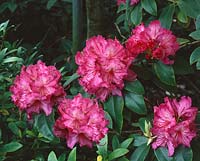 Rhododendron Dr Arnold W. Endtz
