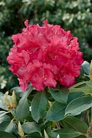 Rhododendron Hybride Markeeta's Prize