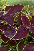 Plectranthus scutellarioides Stained Glasswork™ Fireball