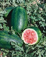 Wassermelone - Citrullus lanatus Congo