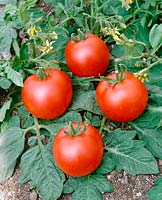 Tomate - Lycopersicon esculentum Tornedo