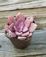 x Graptoveria Debbie