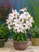 Lilium Oriental Expression in pot