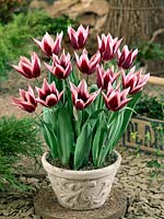 Tulipa Triumph Rajka in pot