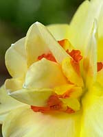 Narcissus Double Tahiti