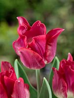 Tulipa Triumph Liberstar