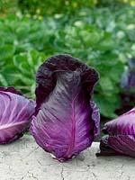 Rotkohl / Brassica oleracea var. capitata f. rubra Kalibos