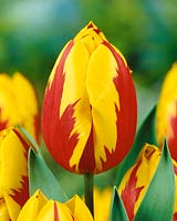 Tulipa Single Early Prince Carnaval