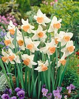Large Cupped Narcissus Rose Worthy