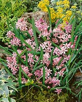 Scilla bifolia Rosea