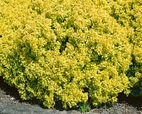 Berberis thunbergii Bonanza Gold