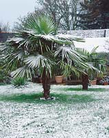 Washingtonia robusta in winter