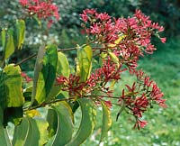 Heptacodium miconioides