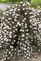 Physocarpus opulifolius Seward SUMMER WINE