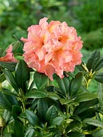 Rhododendron Orangina