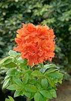 Rhododendron Hotspur Red