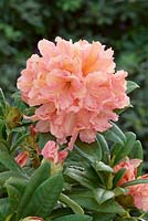 Rhododendron Hybride Orangina