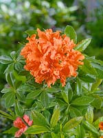 Rhododendron Hotspur Orange