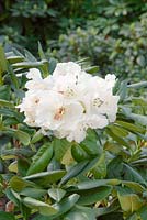 Rhododendron Hybride Gartendirektor Rieger