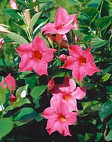 Mandevilla Sundaville Pink