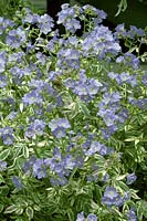 Polemonium reptans Stairway to Heaven