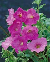 Petunia Surfinia Liebig Diana / Solani Royal