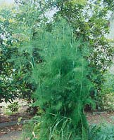 Foeniculum vulgare subsp. vulgare var. dulce