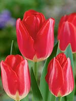 Tulipa Triumph Lipgloss