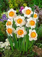 Narcissus Large Cupped Sound