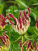 Gloriosa carsonii