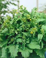 Brassica oleracea convar. botrytis var. italica Precoce 40